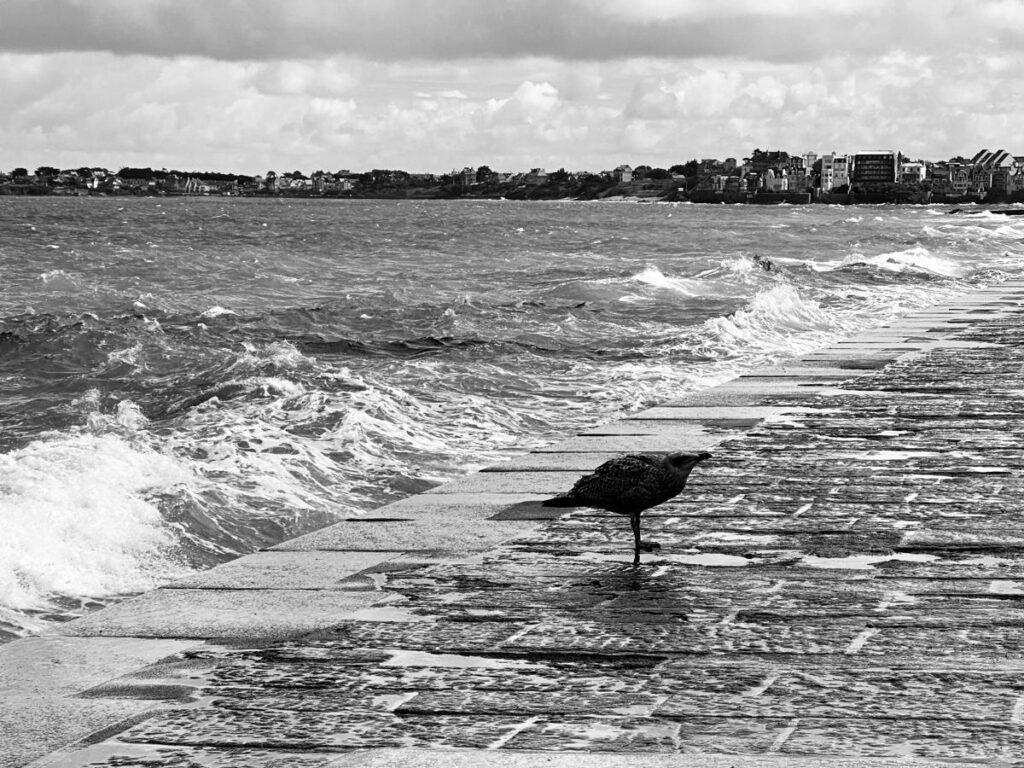 Un goéland, habitant endémique de Saint Malo