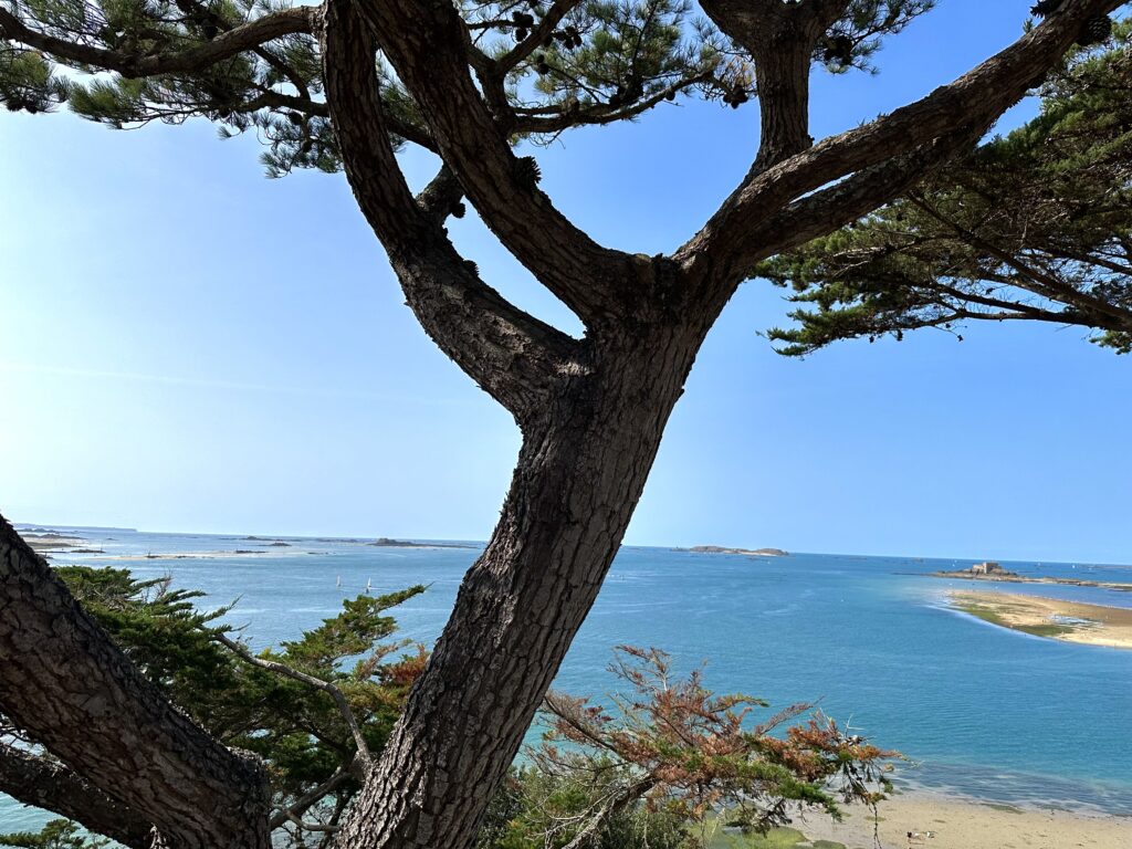 Les pins de la Cité d'Aleth