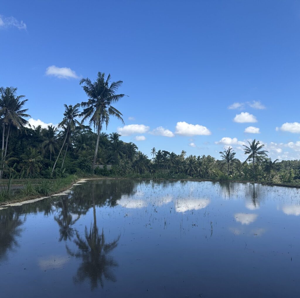 Rizières de Yeh Pulu, Bali