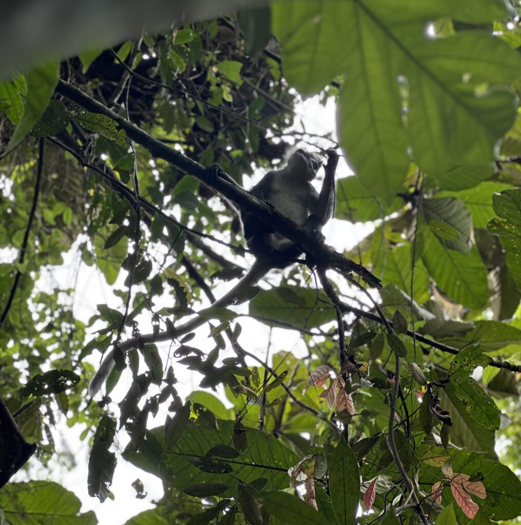 Thomas-Leaf monkey, Gunung Leuser, Sumatra