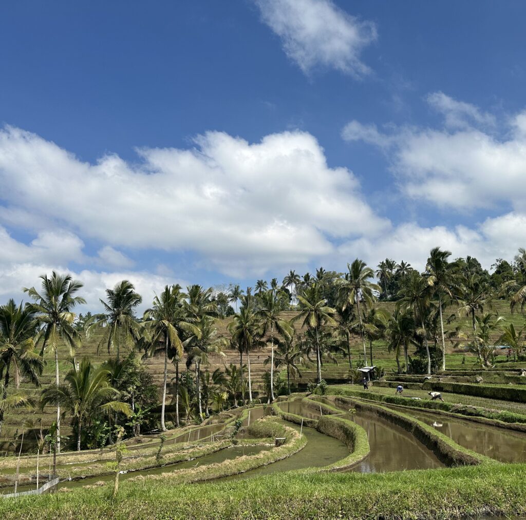Rizières de Jatiluwih