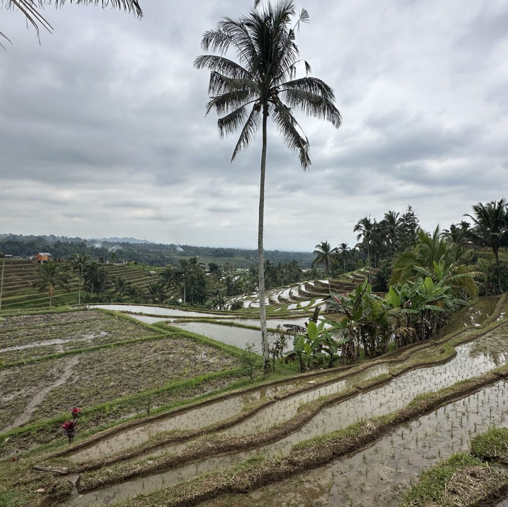 Rizières de Jatiluwih