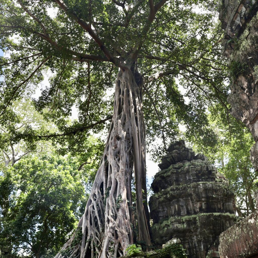 Ta Prohm