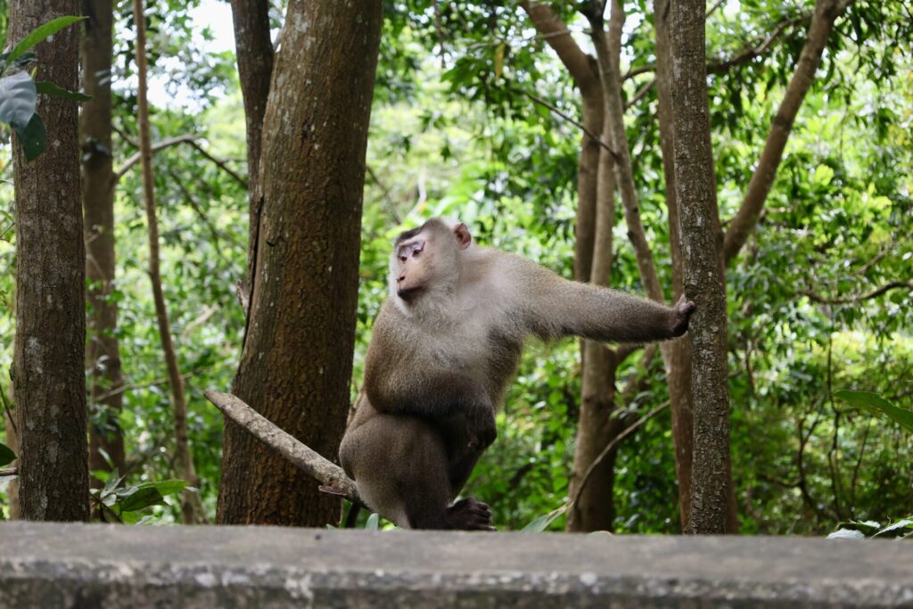 Macaque à queue de cochon