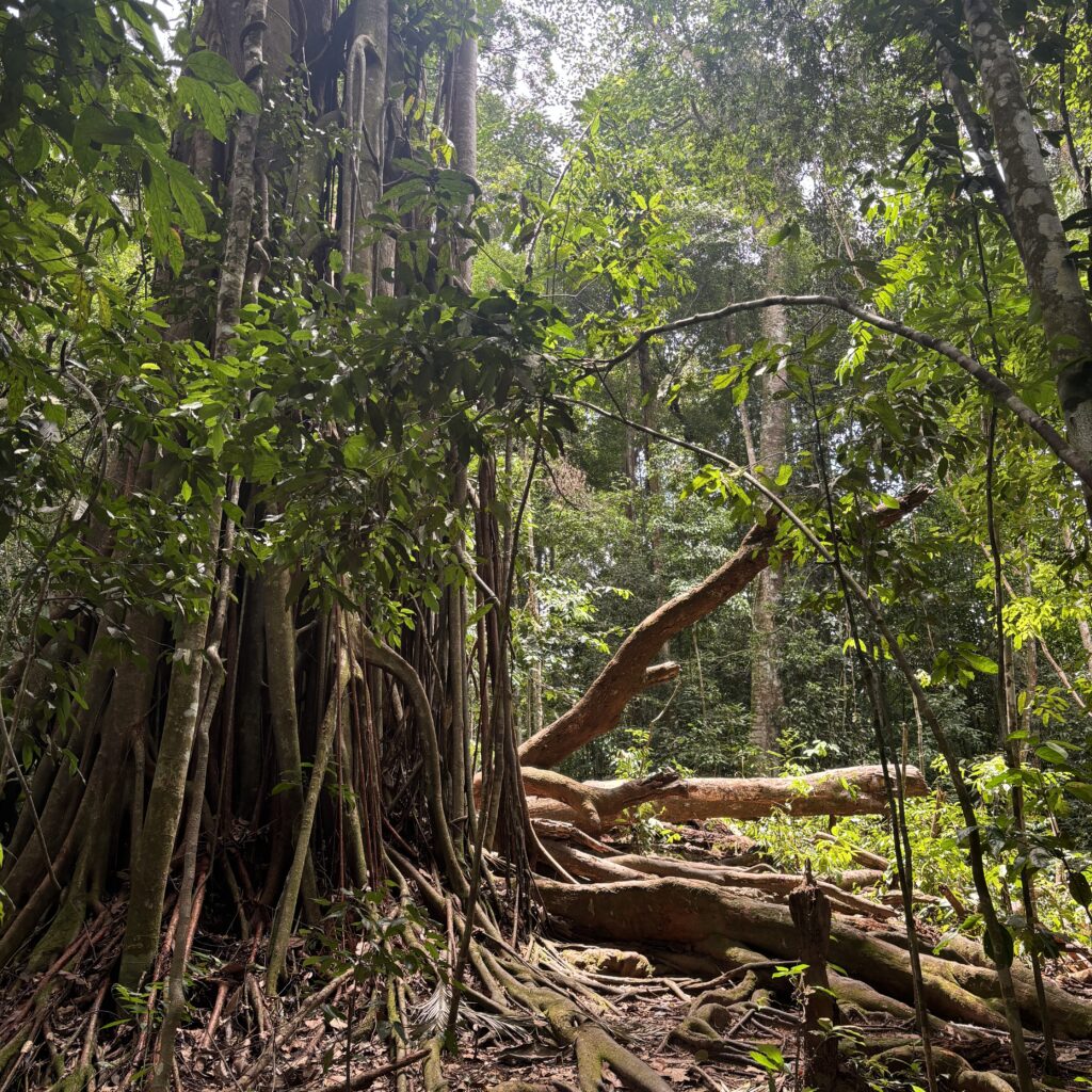 Trek dans la jungle