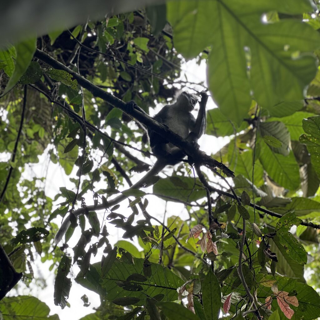 Singe de Thomas Leaf